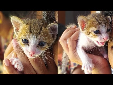 Time For The Cat To Drink Milk 2020 | Funny Kittens | By Queen Pet lovers