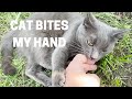 The Gray Cat Bites My Hand