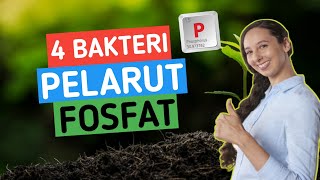 Download lagu 4 BAKTERI PELARUT FOSFAT mp3