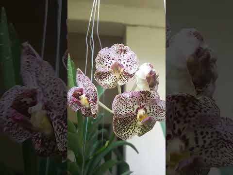 My strap- leaf vanda collection