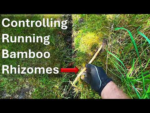 Stop Running Bamboo Spreading! The Best Rhizome Control Methods