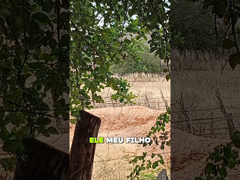 Farinhada no Pé do Morro em Brejo do Piauí - PI #avidadewallen #vidanaroça #tapioca #farinhada