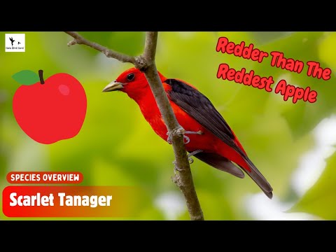 Discover the AMAZING Scarlet Tanager Facts You Never Knew! | Nate Bird Nerd