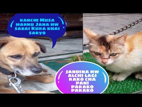 What CATS🐈 and DOGS🐕‍🦺 THINK🤔?