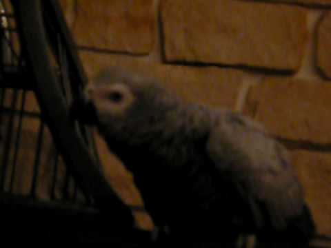 Plume qu'est ce que tu fais.mov