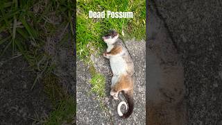 Dead Possum on the Road. #possum #animals #viral#baby