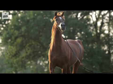 Arabian Horse EUBENA - Ascot DD x Eunita