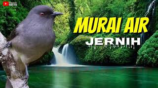 Download lagu MASTERAN MURAI AIR 100% JERNIH! mp3 Download lagu MASTERAN MURAI AIR 100% JERNIH! mp3