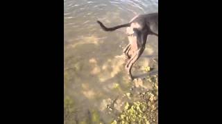 Swimming greyhound