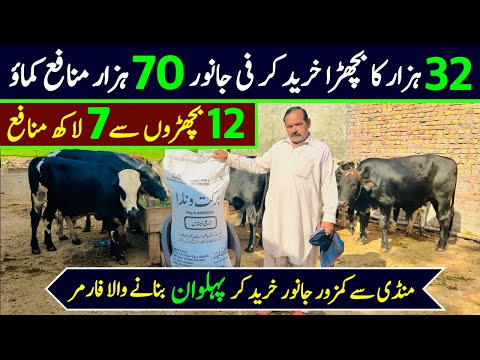 Bachra farming business plan in pakistan | bachra farming feasibility | bachra farming for qurbani