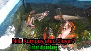 Download lagu Nila Kumpay/Slayer mp3