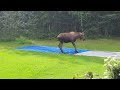 Moose Plays on Slip 'N Slide || ViralHog