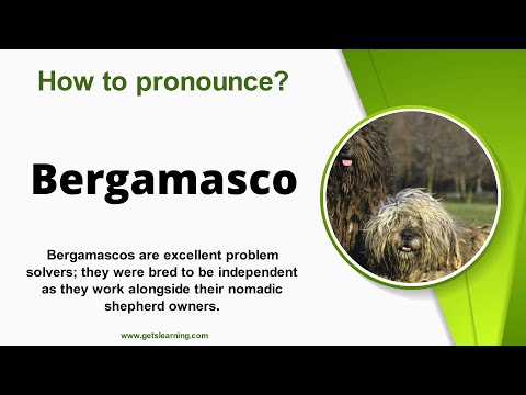 How to pronounce Bergamasco in English correctly