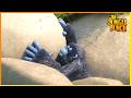 Tough Luck Jungle Bunch 35 Compilation Cartoon For Kids