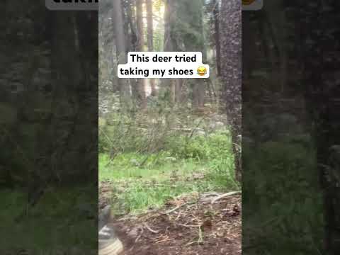 This deer almost stole my shoes😂