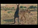 Fight entre un dingo et un kangourou !