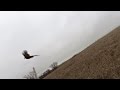 Pheasant Hunting with Brittany filmed garm 