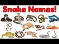 Snakes Vocabulary For Kids Learn 20 Snake Names