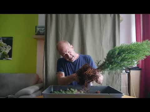 Neuzugänge bei Stubben-Joe