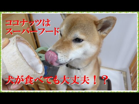 犬にココナッツウォーターを与えても大丈夫ですか?