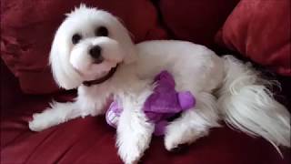 Rachmaninov, Rhapsody on a Theme of Paganini, Op.43 - Lang Lang 郎朗