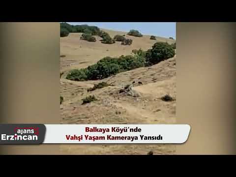 Balkaya Köyü’nde Vahşi Yaşam Kameraya Yansıdı