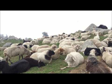 Triund , Snowline , Lahesh Caves , Indrahar Pass - Wandering Gypsi