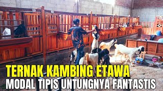 Download lagu SUCCESSFUL ETAWA GOAT FARMING, THE PROFITS ARE MULTIPLIED mp3 Download lagu SUCCESSFUL ETAWA GOAT FARMING, THE PROFITS ARE MULTIPLIED mp3
