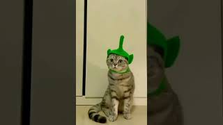 Download lagu tinki wingki dipsi lala ASEP 😂🤣 #shorts #cat #kucing #pets #kucinglucu mp3 Download lagu tinki wingki dipsi lala ASEP 😂🤣 #shorts #cat #kucing #pets #kucinglucu mp3