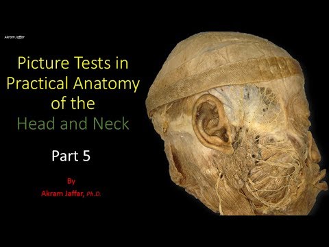 Picture Tests in Head and Neck Anatomy - part 5