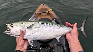 Took 3 Trips To Catch This Fish..