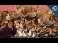 How Do Magic Mushrooms Expand Your Mind ...