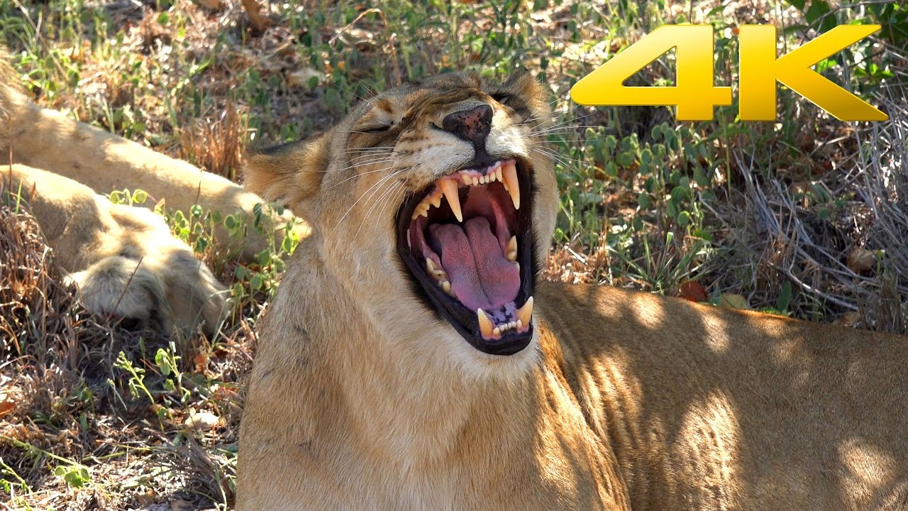 Greater Kruger Safari Experience in 4K
