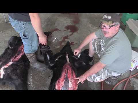 YouTube video about: How to skin a bear for a rug diagram?