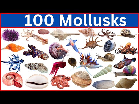 100 Mollusks That Will Blow Your Mind