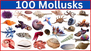 100 Mollusks That Will Blow Your Mind