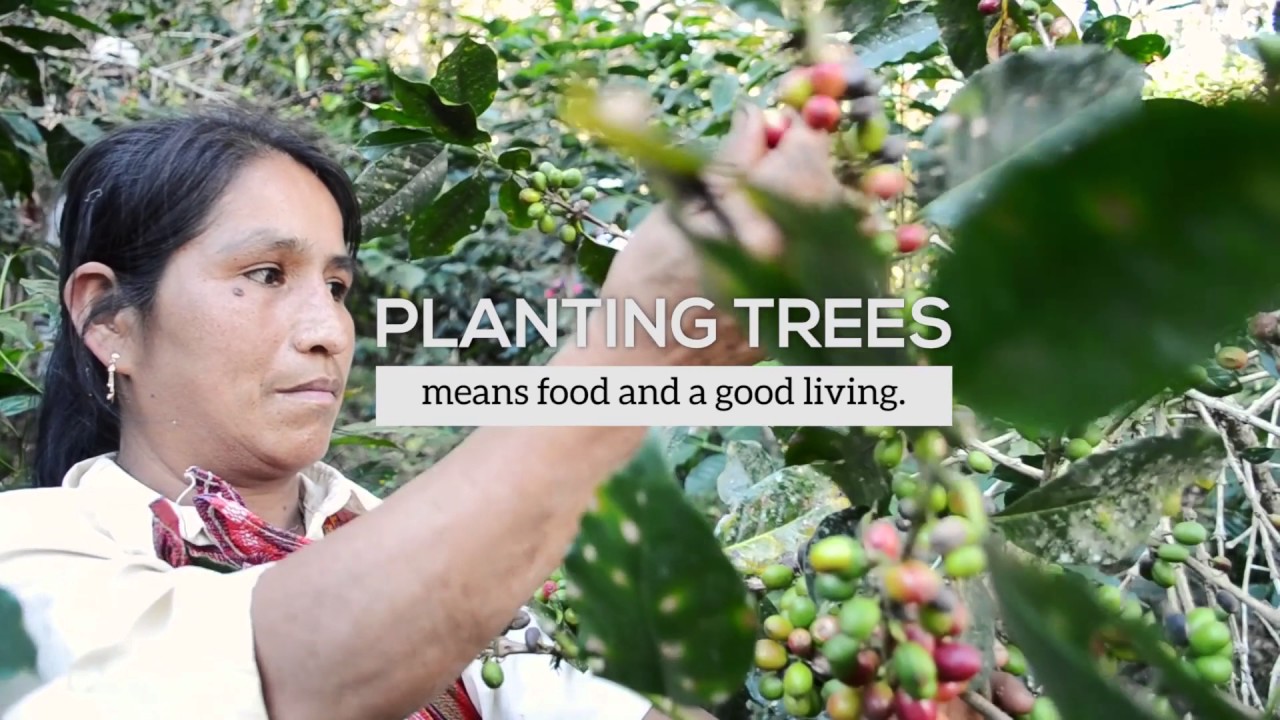 Arbor Day Foundation Vision