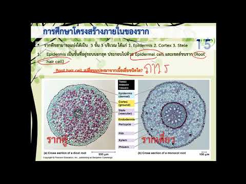 สำหรับยาเสพติดแรงซื้อ สมาชิกของสมาคมการผ่าตัดช่องปากและใบหน้า