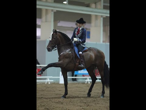 *ENZO* Schoolmaster PRE Stallion for sale / PIRO FREE / 2006