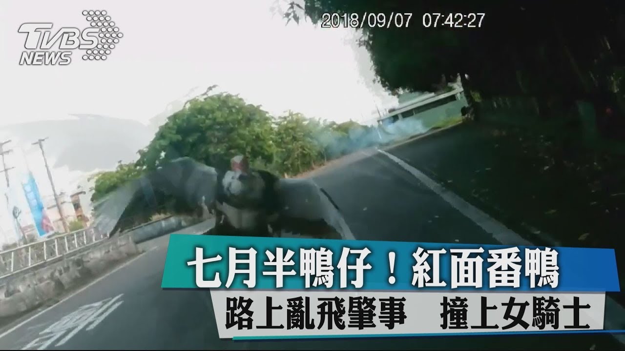 七月半鴨仔！紅面番鴨路上亂飛肇事　撞上女騎士