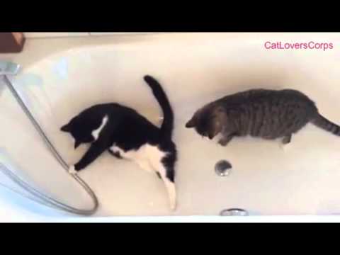 Cats Are Hydrophobia-Afraid Of Water | Yes Exactly HD