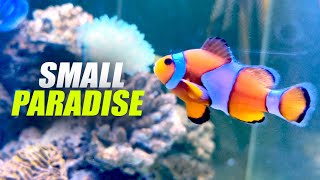 Beneath the Glass | A Cinematic Marine Aquarium Experience