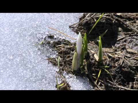 Green World Rising - Restoration