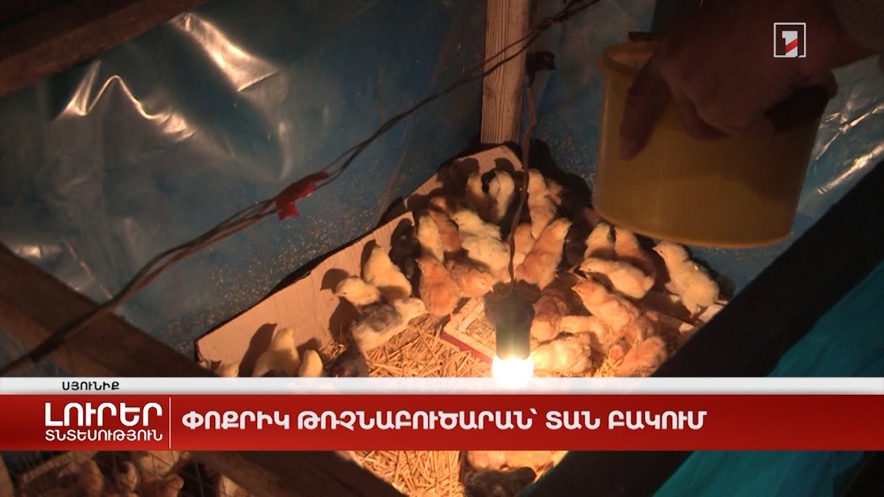 Փոքրիկ թռչնաբուծարան՝ տան բակում