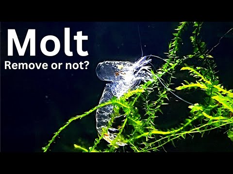 Why shrimp are molting (shedding skin)? Should you remove shrimp molt?