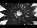The Airplane Boys - Black Lotus 
