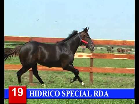 2014-GRAN REMATE HARAS RINCON DEL AGUARA - LOTE 19 - HIDRICO SPECIAL RDA