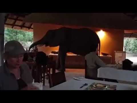 African Elephants joining the guests on a vacation for a meal.