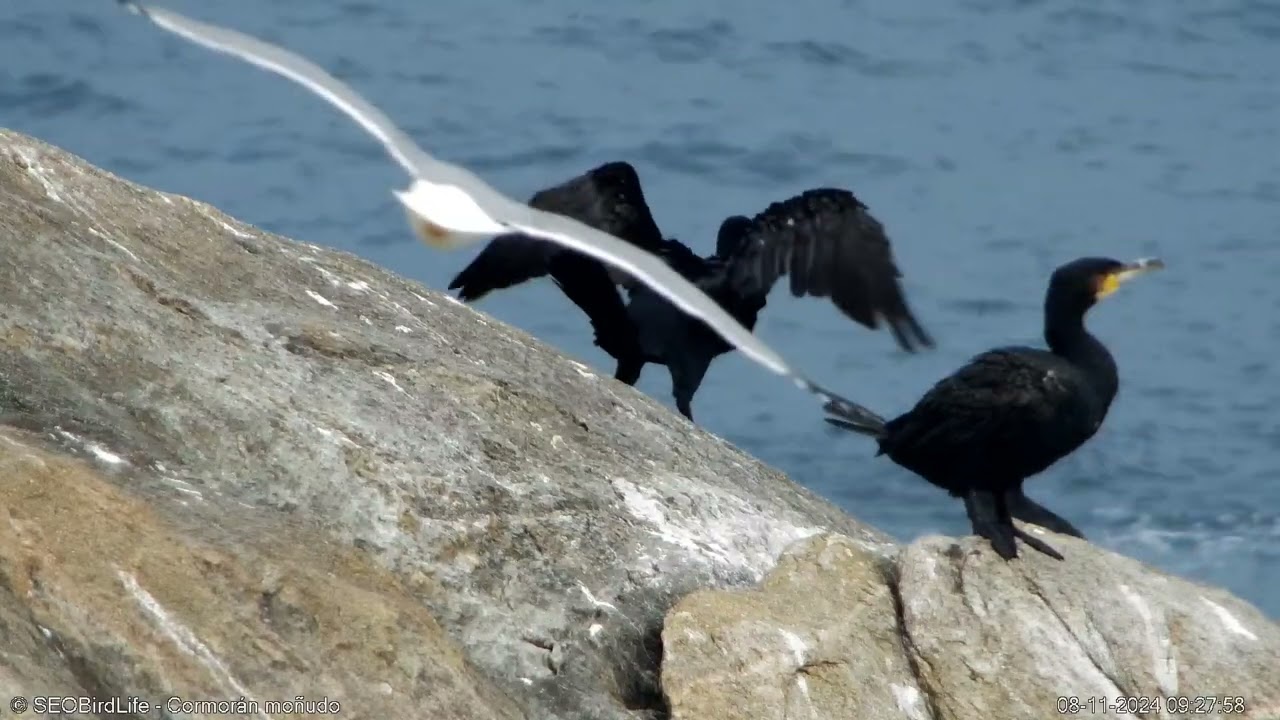Cormoranes al sol- P.N. Islas Atlánticas