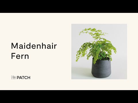 Maidenhair fern - Top houseplants 🍃☘️